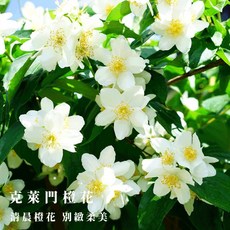 atmosphere 大豆蜂花小茶蠟, 克萊門橙花