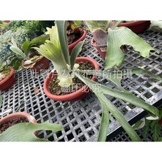 萬花叢 觀葉植物 銀鹿交爪哇鹿角蕨 1尺盆 鹿角蕨盆栽 室內植物 淨化空氣, 綠色, 1個