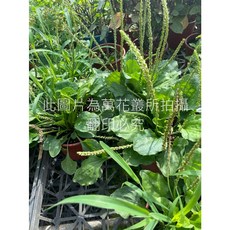 萬花叢 香草植物車前草 5吋盆栽 陸龜可食用 居家盆栽 香草盆栽, 車前草, 1個