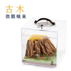 【捕蟻人】一體式蟻巢 古木微觀系列 純手工製作 精品蟻巢 10*10*10cm