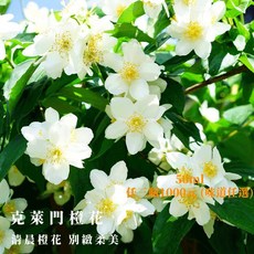 atmosphere 精油擴香瓶 大空間適用 長效擴香, 1個, 克萊門橙花