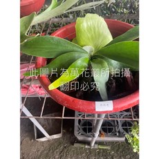 萬花叢 觀葉植物【捲捲鹿鹿角蕨】1尺盆 - 室內盆栽 綠植, 綠色, 1個