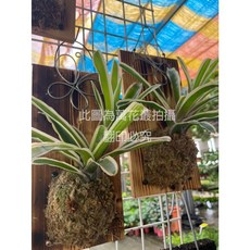 萬花叢 上板彩葉鳳梨觀葉植物, 綠色