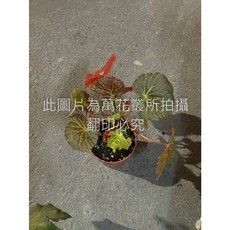 萬花叢 觀葉植物 銅鏡海棠/銅鏡秋海棠 5吋盆栽 室內盆栽, 1個
