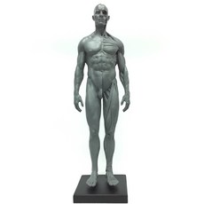 北星文化 藝用人體解剖模型, 灰色, 1個