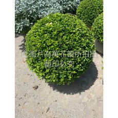 萬花叢 細葉七里香波波球 灌木植物盆栽 直徑50公分, 1個