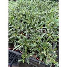 萬花叢 斑葉水梔子花 3吋盆栽 - 斑葉細葉玉堂春 迷你盆栽 居家綠植, 綠色