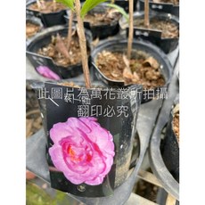 萬花叢 灌木植物 茶花苗【紫丁香/香樂(粉紅)】3吋盆栽 (花期12月-2月), 粉紅色, 1個