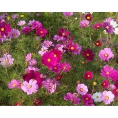 種子王國 大波斯菊 花卉種子 (中包裝100公克) - 真空包裝 易種植 花色鮮豔, 1個