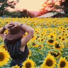 花海向日葵種子 綠肥向日葵種子 景觀花海營造 向日葵花田種植, 1套裝