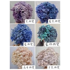 【W&T花藝資材】台灣現貨開發票-漸變色單枝乾燥永生繡球, 桃粉漸變