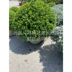 萬花叢 細葉七里香波波球 灌木植物 盆栽, 1個