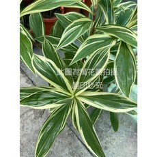 萬花叢 觀葉植物【斑葉閉鞘薑】7吋盆 - 居家綠植，清新空氣，美化空間, 1個