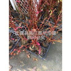 萬花叢 銀柳 (高約20-45cm), 紅色, 1個