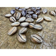 原住民傳統貝殼材料 大型切片黑貝殼, 詳見包裝, 詳見包裝