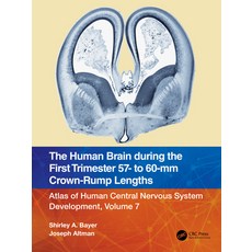 (英文圖書) The Human Brain During the First Trimester 57- To 60-MM Crown-Rump Lengths: Atlas of Human Ce... 平裝版, CRC Press, 英文