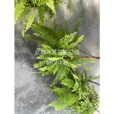 萬花叢 觀葉植物 斑葉波士頓腎蕨/虎斑腎蕨 5/6吋吊盆, 綠色, 1個