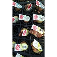 萬花叢 久雅孤挺花 觀葉植物 球根盆栽 隨機品種 室內綠植