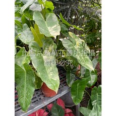 萬花叢 觀葉植物【斑葉獨角獸】5吋盆栽 - 室內綠植 淨化空氣, 綠色、白色