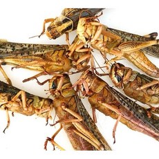 小型動物營養零食：乾燥南極蝦、麵包蟲、大麥蟲綜合包，高蛋白天然寵物點心, 蠅蛆干（黑水虻）100克