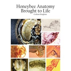 (英文圖書) Honeybee Anatomy Brought to Life 平裝版, Northern Bee Books, 英文