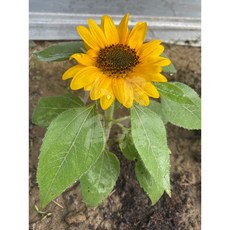 迷你向日葵種子, 10個