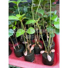 萬花叢 觀葉植物 海綿盆栽 幸運樹 闊葉鐵樹 迷你盆栽, 綠色, 1個