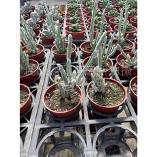 萬花叢 仙人掌植物 3吋盆栽 - 療癒系室內綠植 輕鬆打造清新空間, 1個
