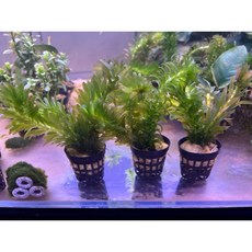 【臥水族】蜈蚣草 一盆 後景 耐熱 免CO2 陰性草 真水草 水族造景