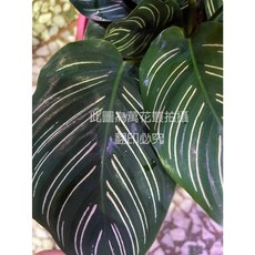 萬花叢 雙線竹芋 觀葉植物 觀賞盆栽, 綠色, 1個