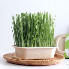 喵鮮草, 25g, 1個, 貓草