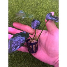 臥水族 小榕水草 盆裝 陰性水草 造景水草 耐熱易養 前景草, 小盆