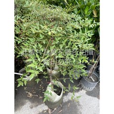 南天竹 喬木植物 6吋, 1個
