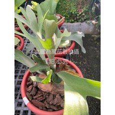 萬花叢 銀鹿交普鹿鹿角蕨 1尺盆觀葉植物，室內盆栽植物，提升居家品味，淨化空氣, 綠色, 1個