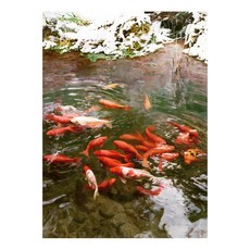 御畫房 富貴有魚 手繪油畫 80x110cm VF-66, 詳見包裝