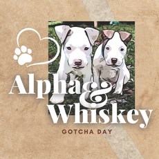 (英文圖書)Alpha & Whiskey Gotcha Day 平裝版, Independently Published, 英文