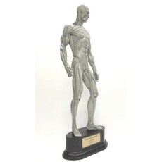 北星文化 片桐裕司 全身解剖人像 美術教學人體肌肉模型, 灰色