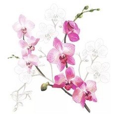 斑馬麥麥 餐巾紙 蝶古巴特 拼貼 餐巾紙 德國餐巾紙 手作 Decoupage DIY 手工藝材料