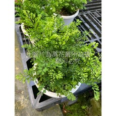 萬花叢 觀葉植物 麗莎鐵線蕨 5吋盆栽 室內綠植 療癒盆栽, 綠色, 1個