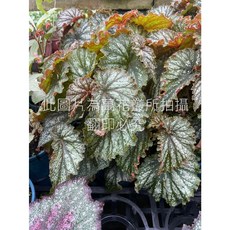 萬花叢 觀葉植物 橘郡海棠/橘郡秋海棠 5吋盆 居家盆栽, 1個