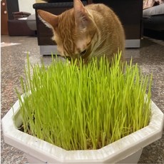 種子王國 貓草 小麥草種子【芽菜種子】分包裝種子 約1公斤/包 (分包裝種子), 1個