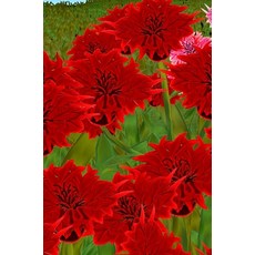 (英文圖書)My Week book: Mijn Week boek- Mon livre de la Semaine- Mein Wochenbuch- Il mio l... 精裝版, Lulu.com, 英文