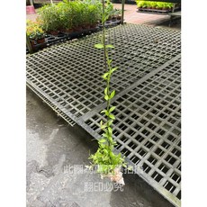 萬花叢 金元寶藤蔓植物 貝殼盆栽 室內綠植 淨化空氣 療癒盆栽, 綠色, 1個