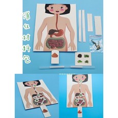身體教學材料包 體內消化系統組裝教具 兒童益智玩具, Multicolor, 1個