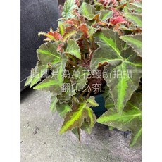 萬花叢 觀葉植物 眼影秋海棠 室內盆栽, 1個
