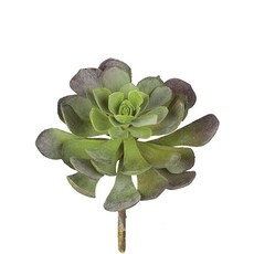 Sullivans Echeveria 多肉植物 11.4 x 8.9 x 14cm, 1個, 綠