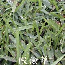 庭園草皮種子 (附DIY說明), 1個