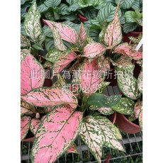 萬花叢 吉祥粗勒草 觀葉植物, 粉色, 1個