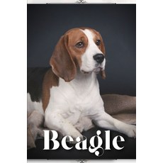 (英文圖書) Beagle: Dog breed overview and guide 平裝版, Independently Published, 英文