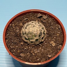 萬花叢 仙人掌植物 3吋盆栽 - 室內綠植 療癒盆栽 多肉植物, 杜威丸, 1個